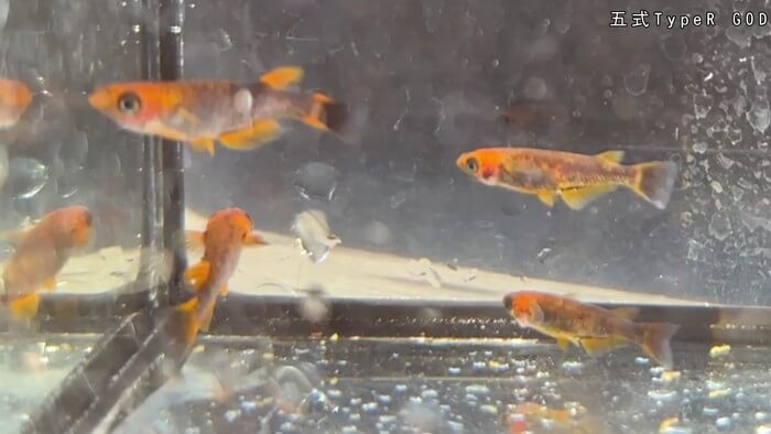 昇龍メダカ 埼玉県比企郡川島町井草