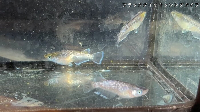 昇龍メダカ 埼玉県比企郡川島町井草