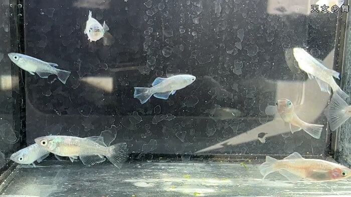 昇龍メダカ 埼玉県比企郡川島町井草