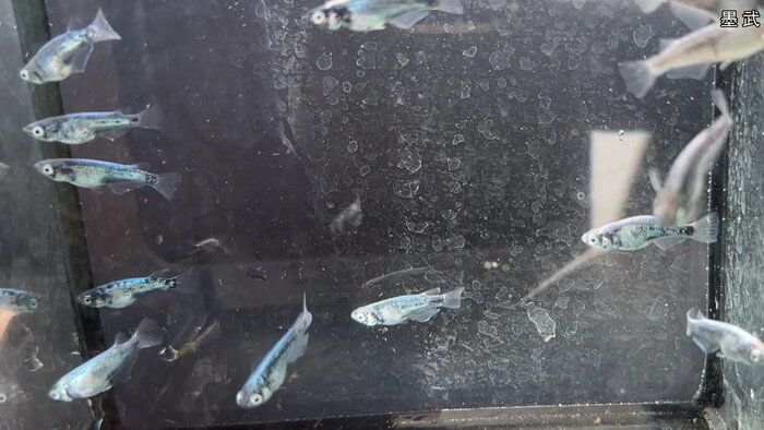 昇龍メダカ 埼玉県比企郡川島町井草