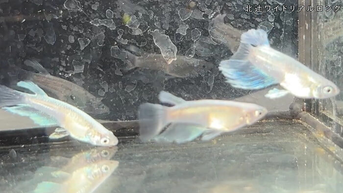 昇龍メダカ 埼玉県比企郡川島町井草