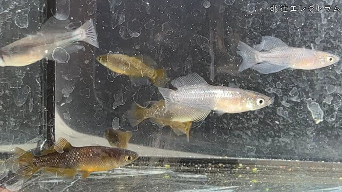 昇龍メダカ 埼玉県比企郡川島町井草